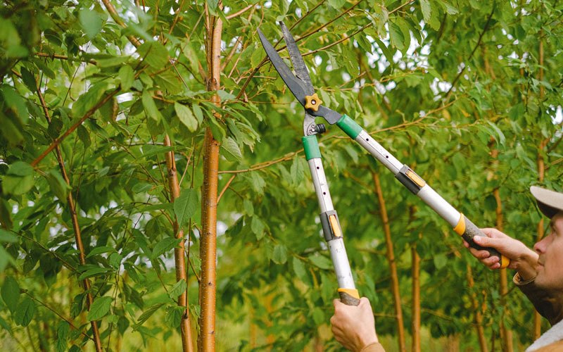 Tree trimming in Maynard, IA
